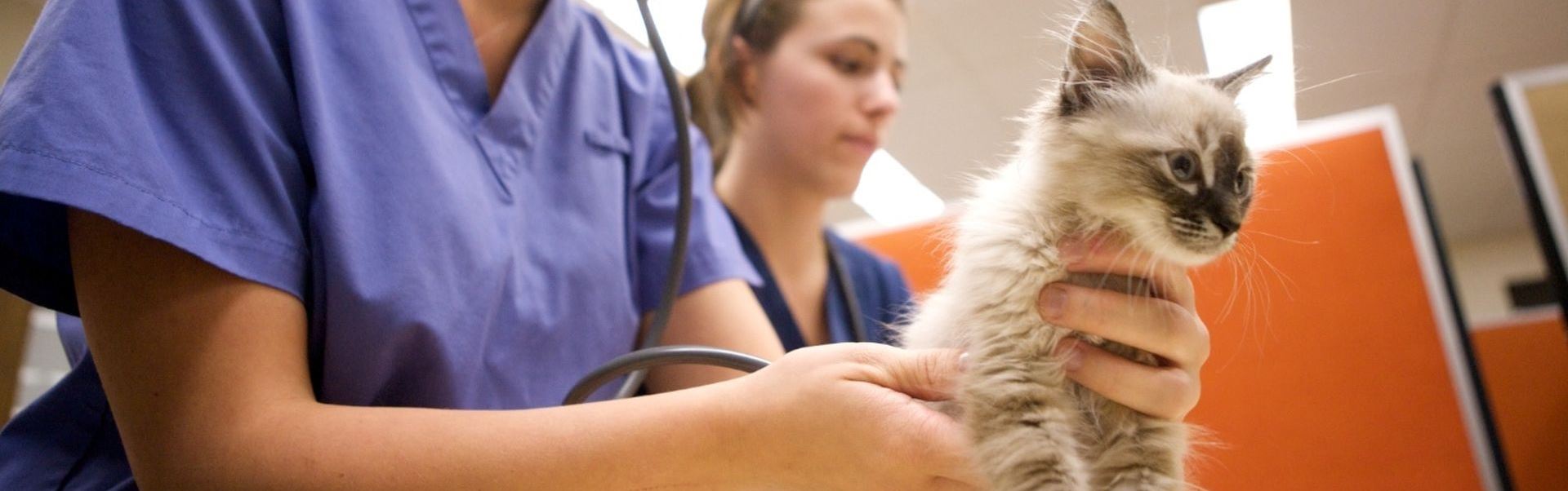 Étudiantes du programme techniques de santé animale manipulant un chaton